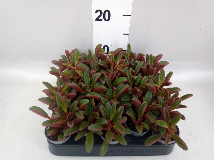 <h4>Peperomia graveolens</h4>