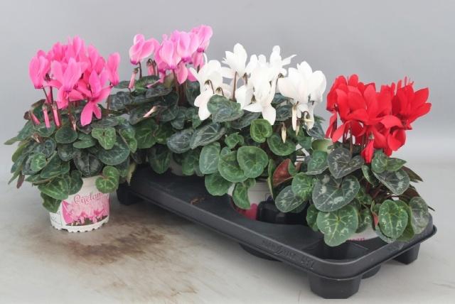 <h4>CYCL GR SUP XL</h4>