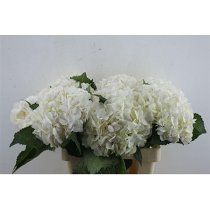 Hydr. M Ice Age 60-18