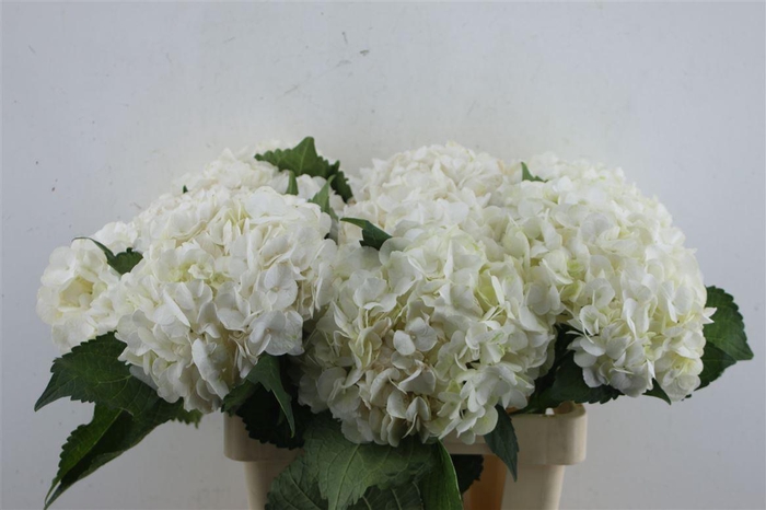 <h4>Hydr. M Ice Age 60-18</h4>