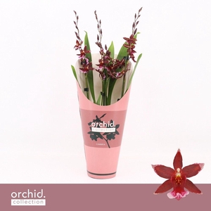 Barrocco Red, 3/4-spike 65+ cm 'Orchid Collection' Potcover