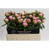 Paeonia Angel Cheeks