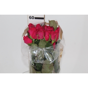 ROSA HOT LADY 050 CM ESTUFA