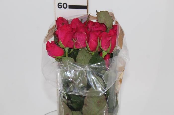 ROSA HOT LADY 050 CM ESTUFA