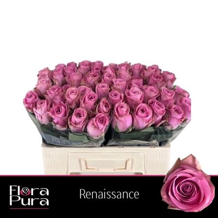 <h4>Rosa a grande fleur Renaissance</h4>