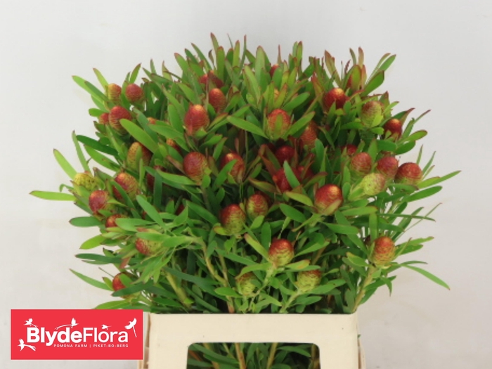 <h4>LEUCAD AYOBA CH PEAR</h4>