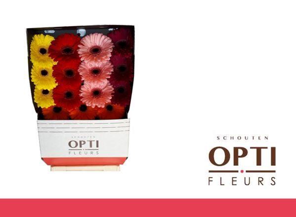 Gerbera Mix 5 Kleuren Diamond