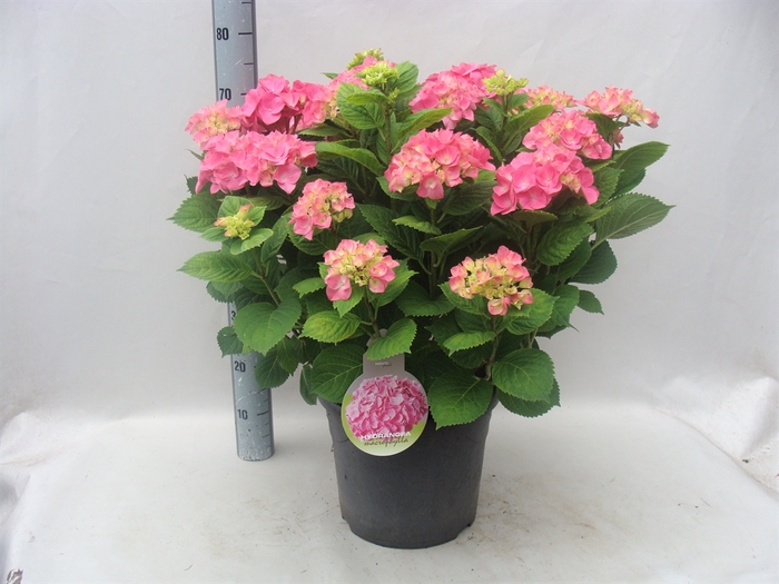 <h4>Hydrangea mac. 'Rosita'</h4>