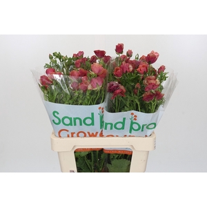 Ranunculus Magical Cinnamon