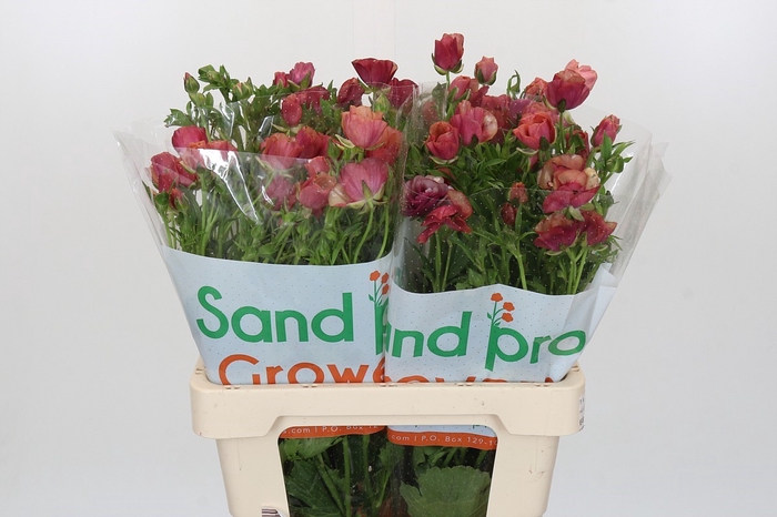 <h4>Ranunculus Magical Cinnamon</h4>