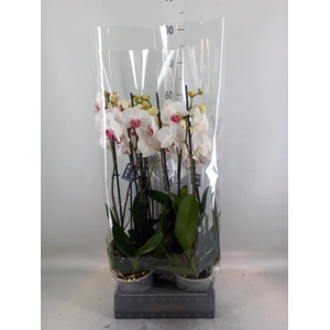 Phalaenopsis  'Red Lips'