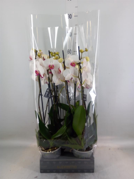 <h4>Phalaenopsis  'Red Lips'</h4>