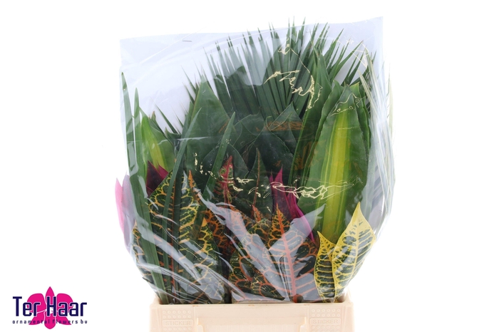 <h4>DECOGROEN GEM</h4>