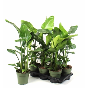 STRELITZIA NICOLAI
