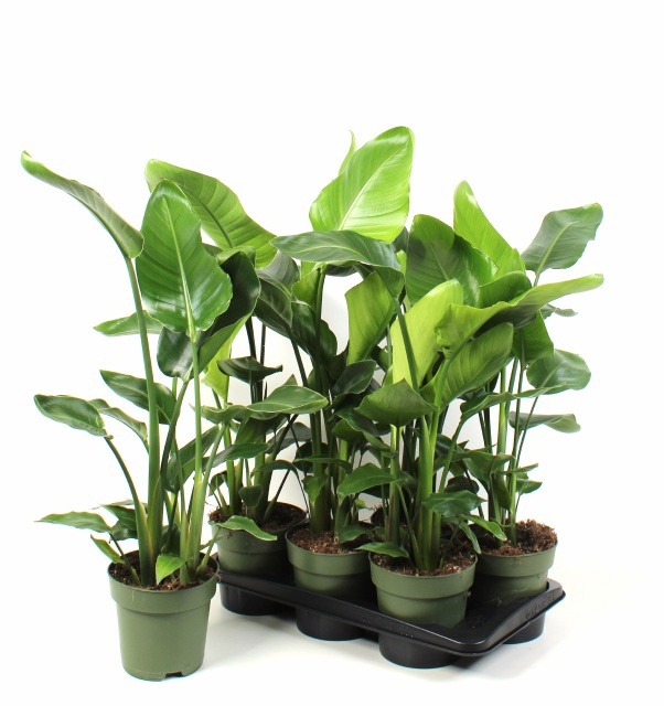 <h4>STRELITZIA NICOLAI</h4>