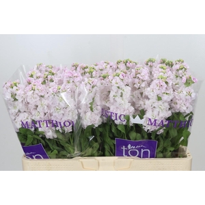 Matthiola incana StoX Silver
