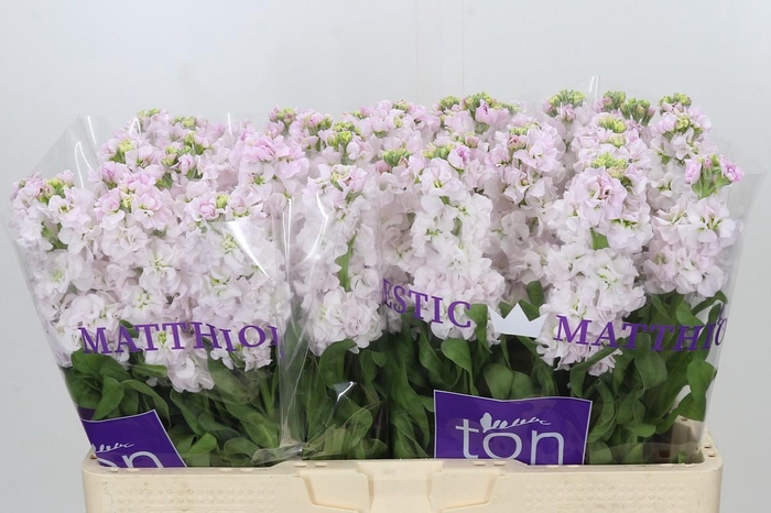 <h4>Matthiola incana StoX Silver</h4>
