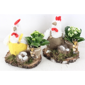 arr2 MB - Kip/kalan. op schijf 285/4