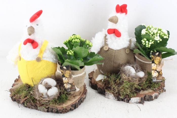 <h4>arr2 MB - Kip/kalan. op schijf 285/4</h4>