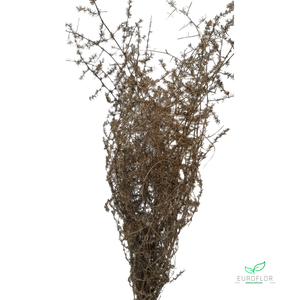 DRIED FLOWERS - ASPARAGUS 55CM GOLD