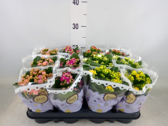 <h4>Kalanchoe blos.   ..rosebud mix  5</h4>