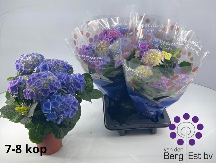 <h4>HYDR M FABOLO</h4>