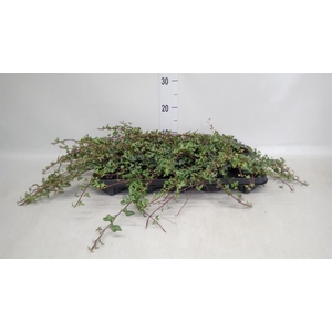 Hedera helix 'Spetchley'