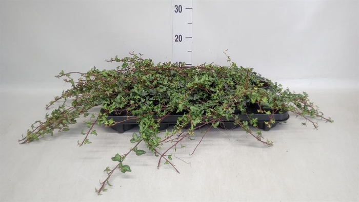 <h4>Hedera helix 'Spetchley'</h4>