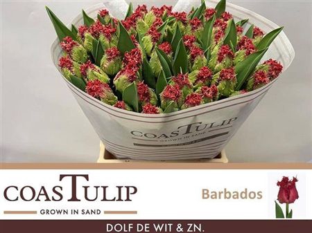 Tu Fr Barbados