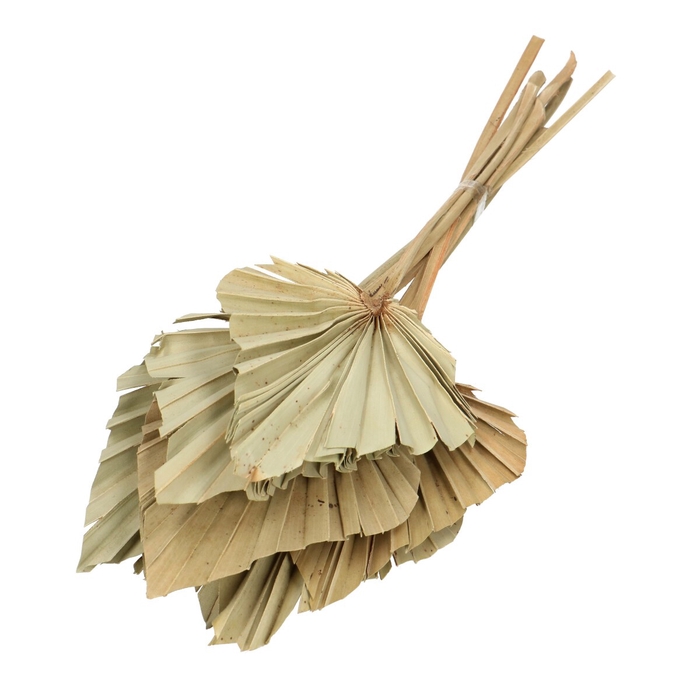 <h4>Dried flowers Palm Spear 50cm x10</h4>