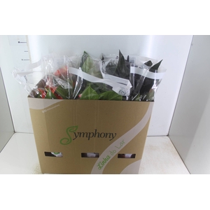 ANTHURIUM VARIADO P17