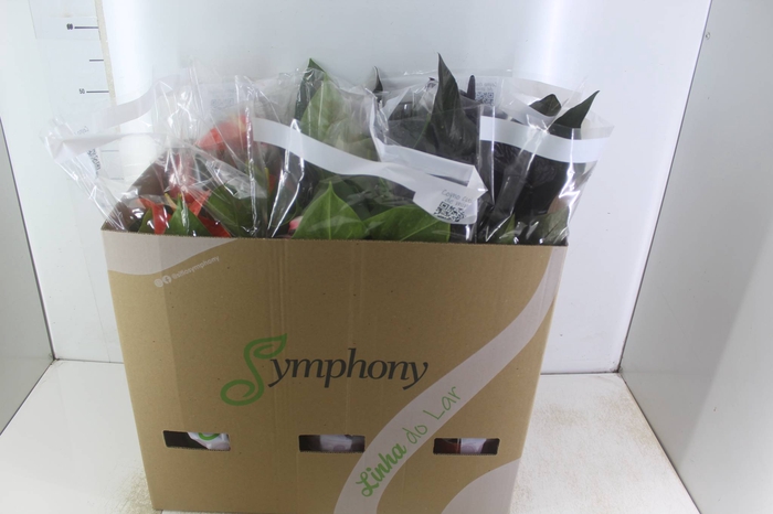 <h4>ANTHURIUM VARIADO P17</h4>