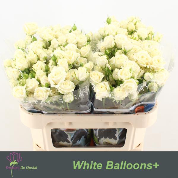 <h4>R Tr White Balloons Opstal</h4>