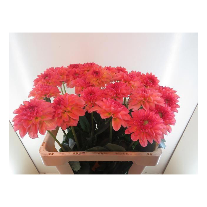 <h4>Dahl Dec Sebastian</h4>