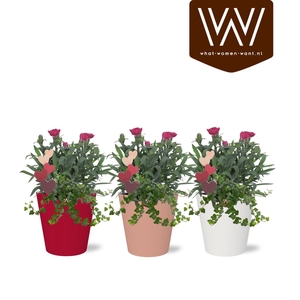 Arrangement in Smartcup Color | Dianthus, hedera | Met Bijsteker Hart