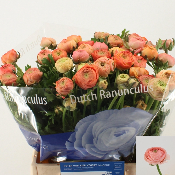 <h4>RAN AAZUR SALMON</h4>