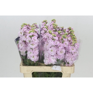 Matthiola Iron Cherry Blossom