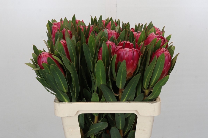 <h4>Protea Brenda</h4>