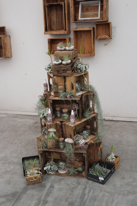 <h4>Tillandsia tower concept</h4>