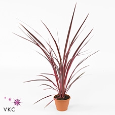 Cordyline Australis Charlie Boy - 17cm
