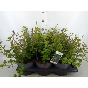 Ceratostigma griffithii