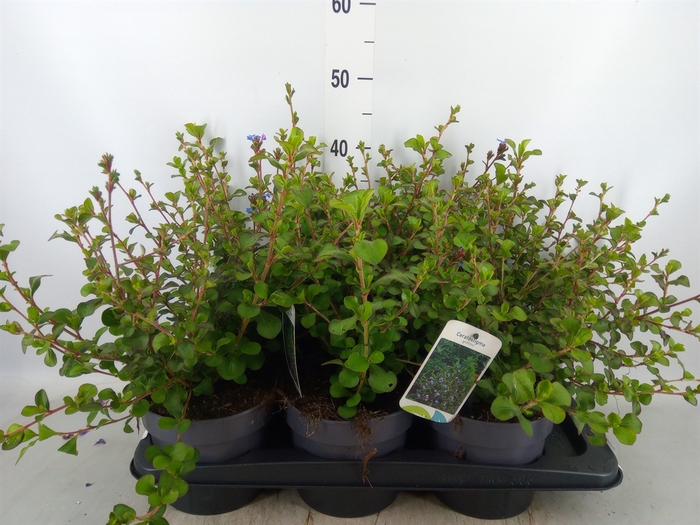 <h4>Ceratostigma griffithii</h4>