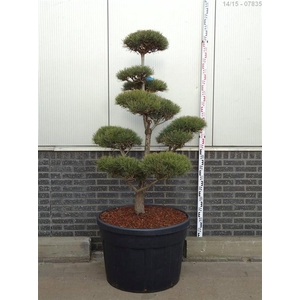 Pinus sylvestris