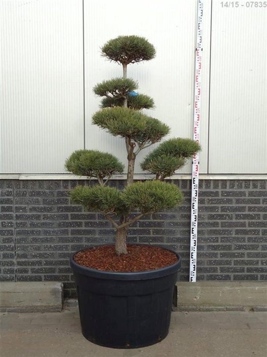 <h4>Pinus sylvestris</h4>