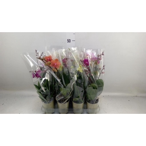 Phalaenopsis   ...mix