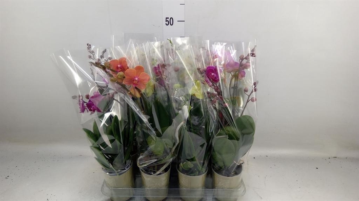 <h4>Phalaenopsis   ...mix</h4>
