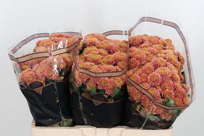 <h4>Chr San Ellis Peach</h4>