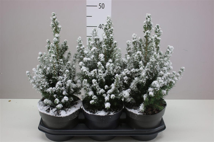 <h4>Picea Gl Conica Snow</h4>