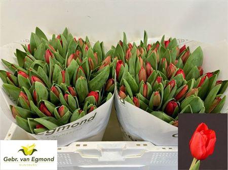 <h4>Tu En Escape</h4>