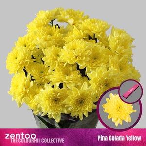 CHR T PINA CO YELLOW